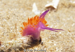 Red Lined Flabellina. Taken November 7 2011. Blairgowrie ... by Rob Peatling 